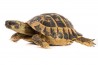 Testudo hermanni hermanni, adulte