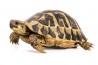 Testudo hermanni hermanni, 10-12 cm