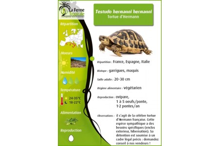 Testudo hermanni hermanni, 10-12 cm