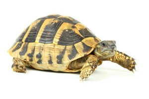 Testudo hermanni boettgeri, 12-14 cm