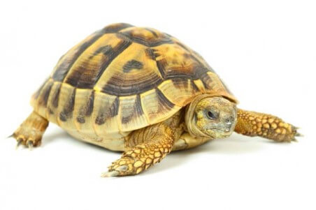 Testudo hermanni boettgeri, 15-18 cm