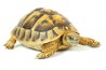Testudo hermanni boettgeri, 15-18 cm