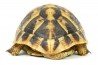 Testudo hermanni boettgeri, 15-18 cm