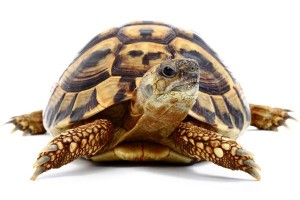 Testudo hermanni boettgeri, 9-11 cm