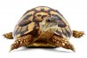 Testudo hermanni boettgeri, 9-11 cm