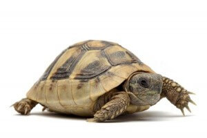 Testudo hermanni boettgeri, 5-6 cm
