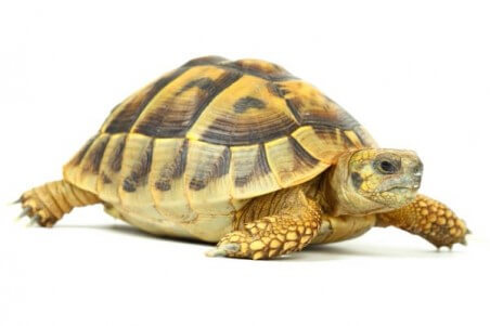 Testudo hermanni boettgeri, 5-6 cm