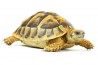 Testudo hermanni boettgeri, 5-6 cm