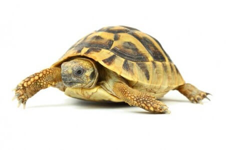 Testudo hermanni boettgeri, 5-6 cm