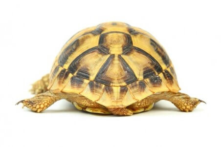 Testudo hermanni boettgeri, 5-6 cm