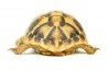 Testudo hermanni boettgeri, 5-6 cm