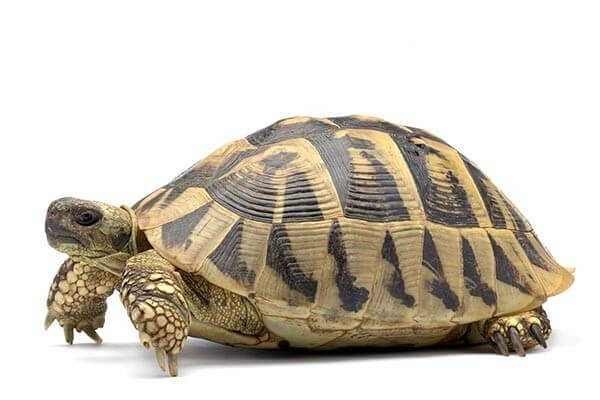 Testudo hermanni boettgeri, adulte Testudo hermanni boettgeri, adulte