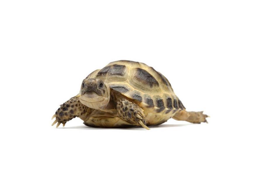 Testudo Agrionemys Horsfieldii 5 6 Cm