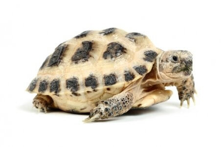 Testudo Agrionemys Horsfieldii 5 6 Cm