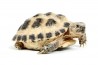 Testudo horsfieldii, 5-6 cm