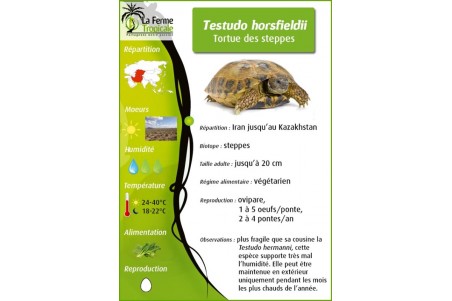 Testudo horsfieldii, 5-6 cm