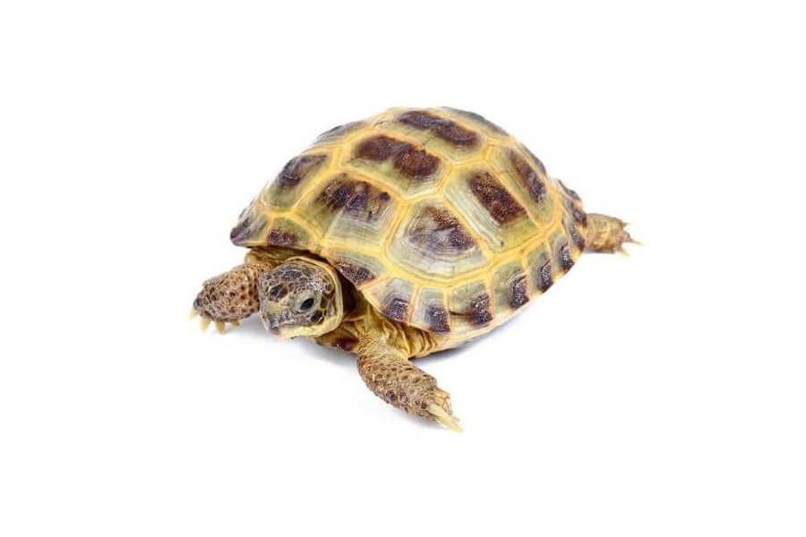 Testudo horsfieldii 12-14 cm