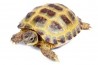 Testudo horsfieldii 12-14 cm