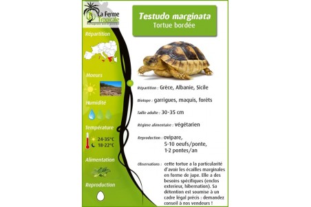 Testudo marginata, femelle adulte