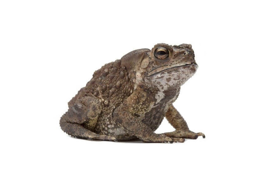 Duttaphrynus (Bufo) melanostictus