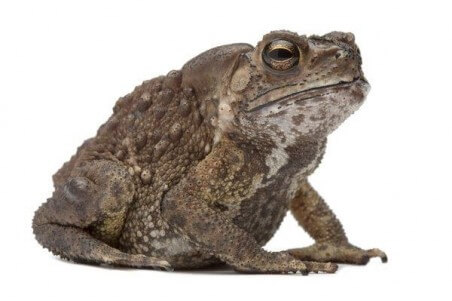Duttaphrynus (Bufo) melanostictus