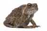 Duttaphrynus (Bufo) melanostictus
