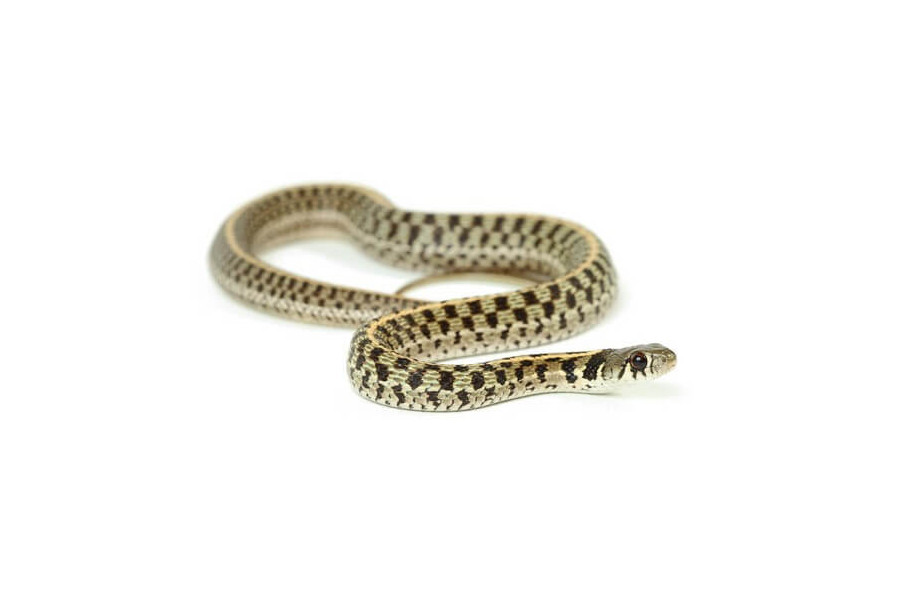 Thamnophis marcianus Thamnophis marcianus