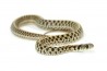 Thamnophis marcianus