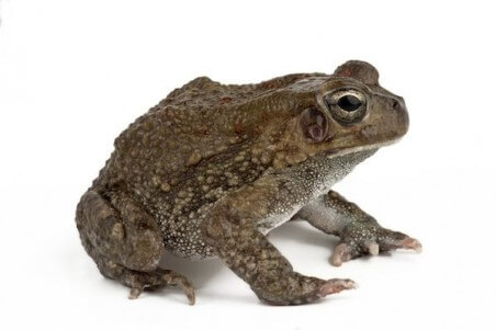 Duttaphrynus (Bufo) melanostictus