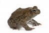 Duttaphrynus (Bufo) melanostictus