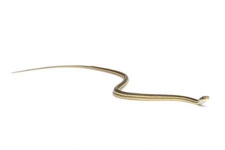 Thamnophis saurita saurita