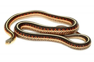Thamnophis sirtalis parietalis