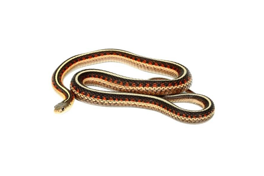 Thamnophis sirtalis parietalis