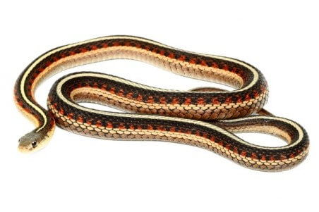 Thamnophis sirtalis parietalis