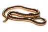 Thamnophis sirtalis parietalis