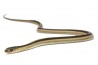 Thamnophis sirtalis parietalis