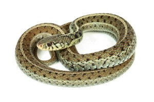 Thamnophis sirtalis similis