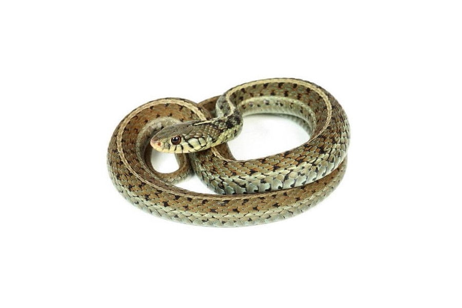 Thamnophis sirtalis similis