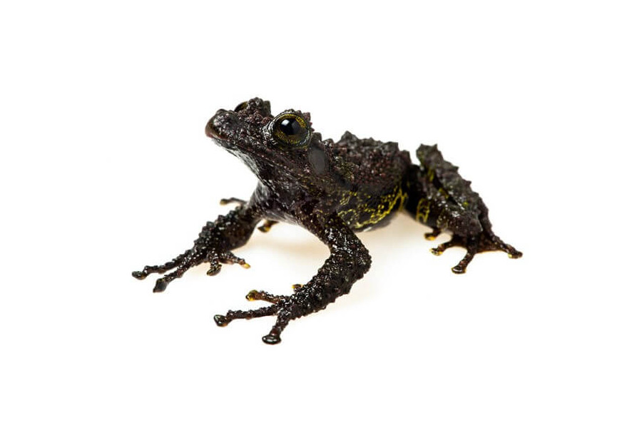 Theloderma bicolor