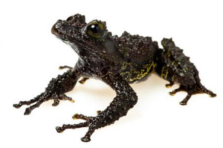 Theloderma bicolor