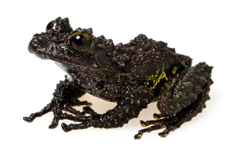Theloderma bicolor
