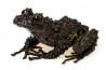 Theloderma bicolor