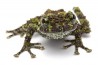 Theloderma corticale