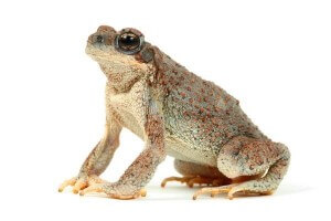 Anaxyrus (Bufo) punctatus