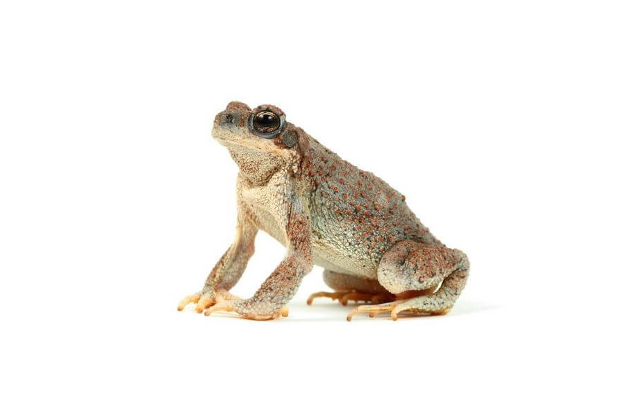 Anaxyrus (Bufo) punctatus Anaxyrus (Bufo) punctatus