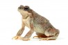 Anaxyrus (Bufo) punctatus