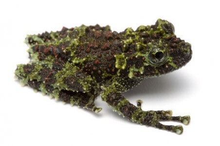 Theloderma corticale
