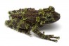 Theloderma corticale