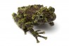Theloderma corticale