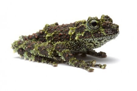 Theloderma corticale